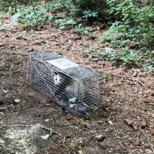 Wildlife-Removal-in-Dallas-Tx 1